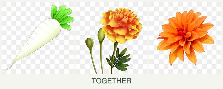 Can you plant radishes, marigolds and dahlias together?