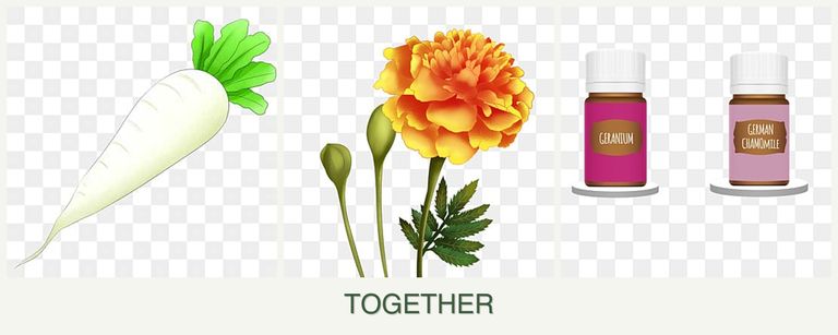 Can you plant radishes, marigolds and geraniums together?