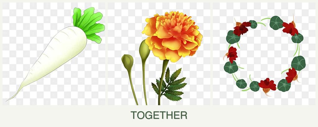 Can you plant radishes, marigolds and nasturtiums together?