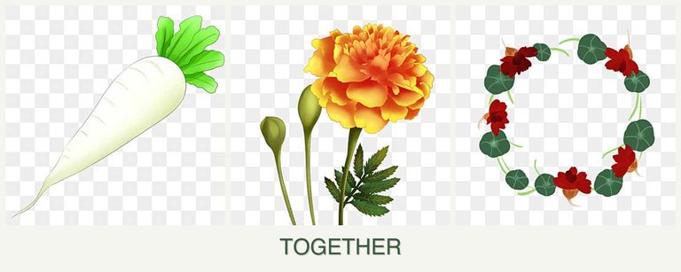 Can you plant radishes, marigolds and nasturtiums together?