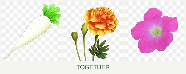 Can you plant radishes, marigolds and petunias together?