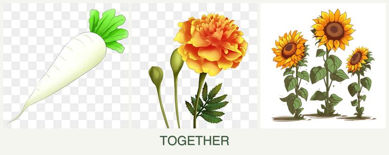 Can you plant radishes, marigolds and sunflowers together?