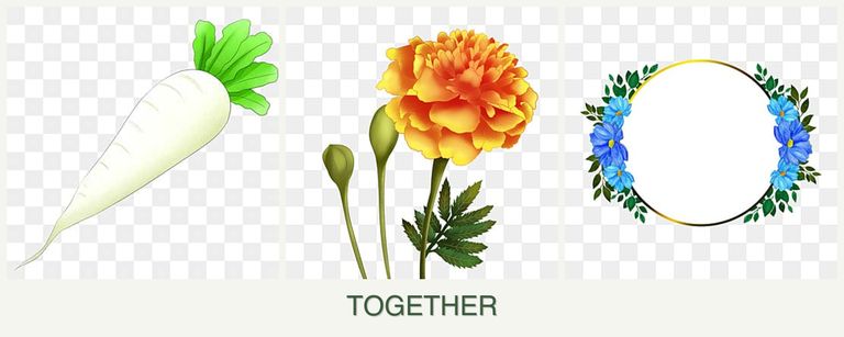 Can you plant radishes, marigolds and zinnias together?