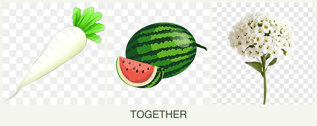 Can you plant radishes, melons and alyssum together?