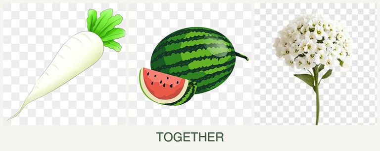 Can you plant radishes, melons and alyssum together?