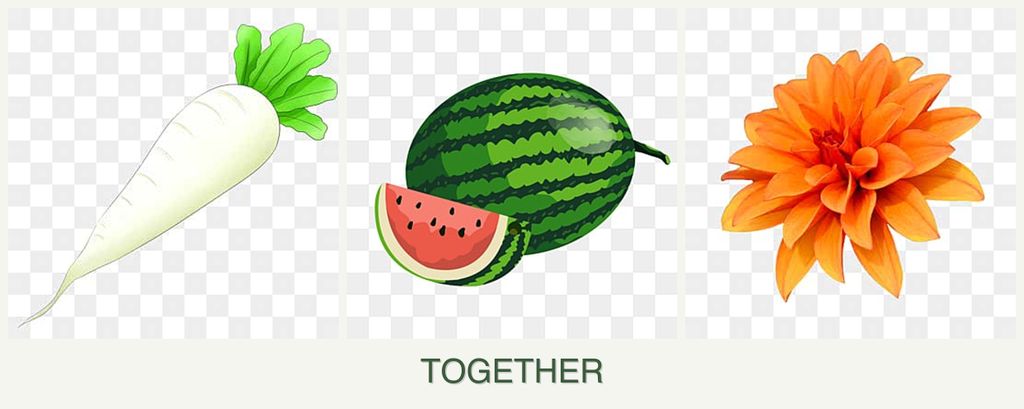 Can you plant radishes, melons and dahlias together?