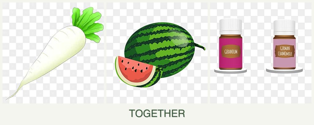 Can you plant radishes, melons and geraniums together?