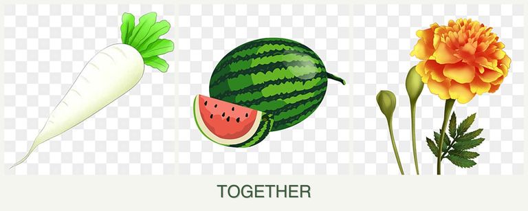 Can you plant radishes, melons and marigolds together?