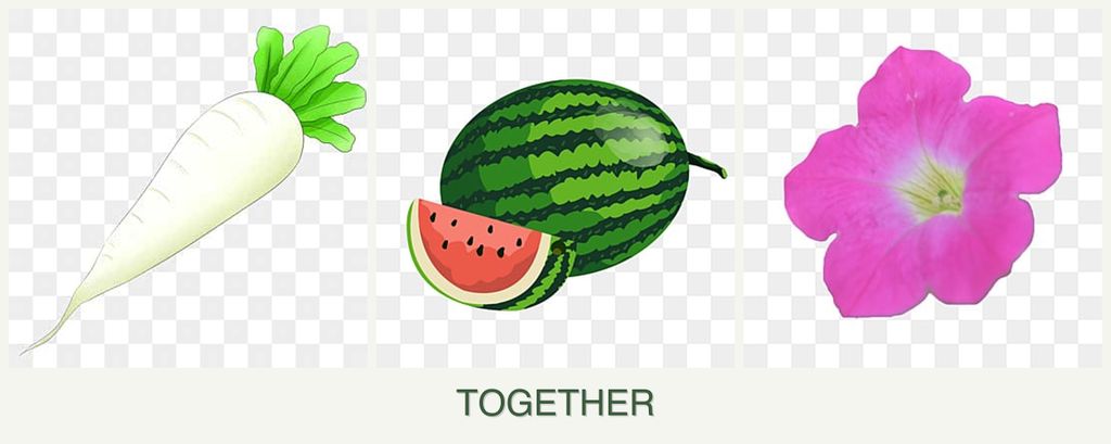Can you plant radishes, melons and petunias together?