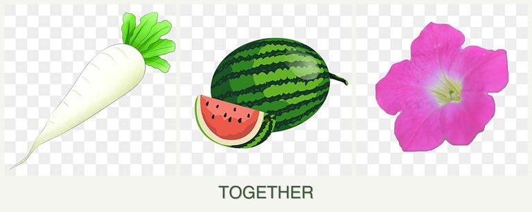 Can you plant radishes, melons and petunias together?