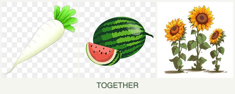 Can you plant radishes, melons and sunflowers together?