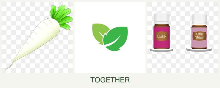 Can you plant radishes, mint and geraniums together?