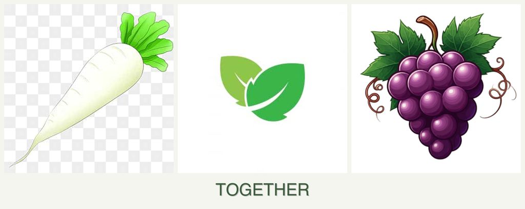 Can you plant radishes, mint and grapes together?
