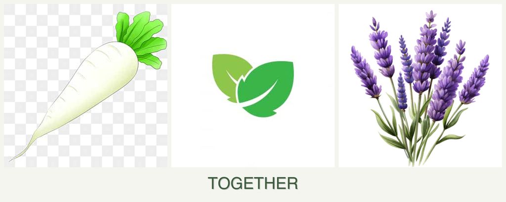 Can you plant radishes, mint and lavender together?