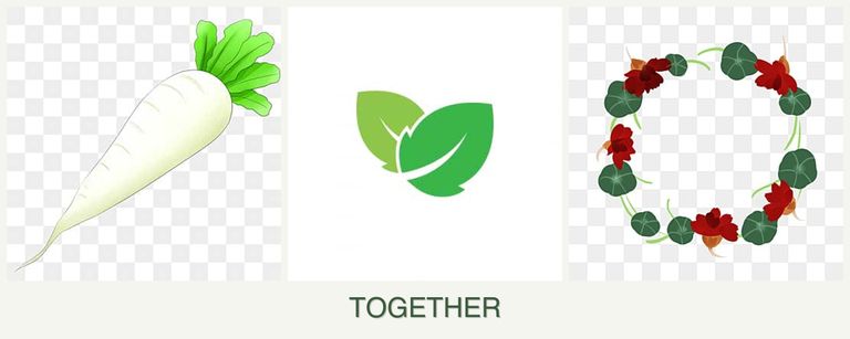 Can you plant radishes, mint and nasturtiums together?
