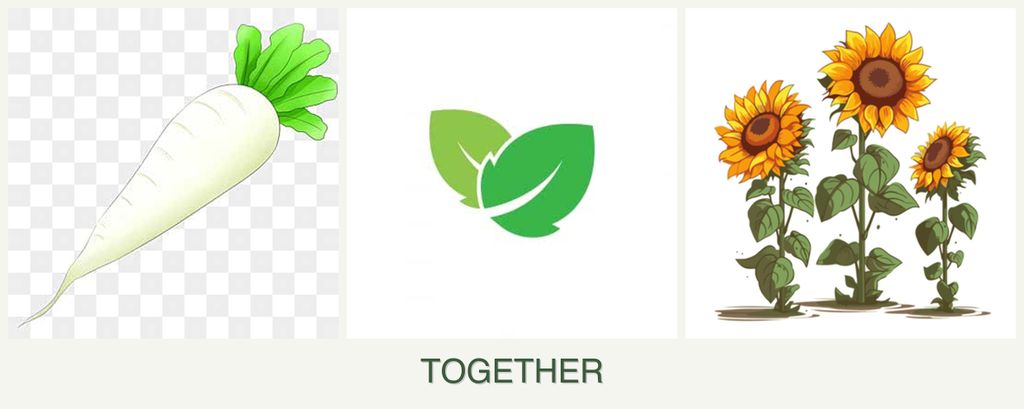 Can you plant radishes, mint and sunflowers together?