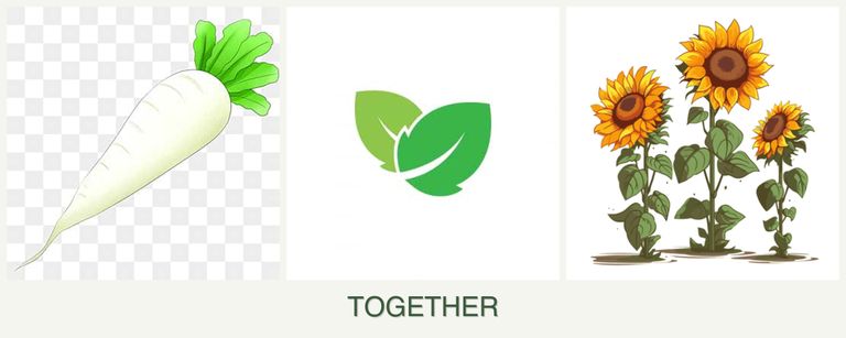 Can you plant radishes, mint and sunflowers together?