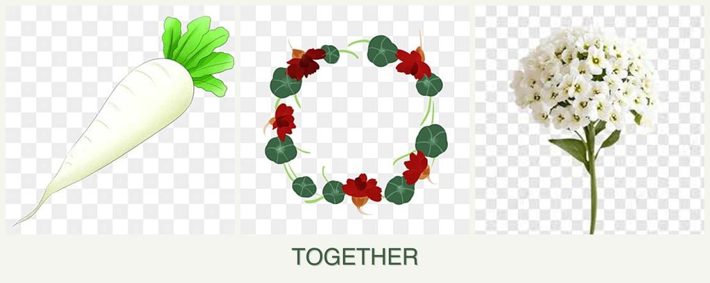 Can you plant radishes, nasturtiums and alyssum together?