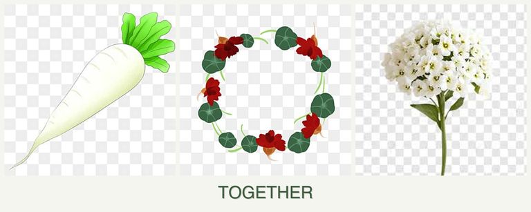 Can you plant radishes, nasturtiums and alyssum together?