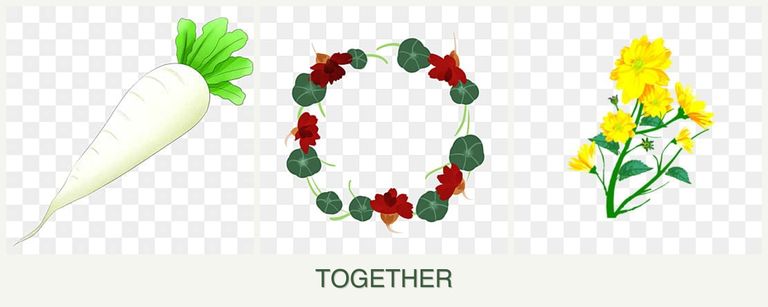 Can you plant radishes, nasturtiums and calendula together?