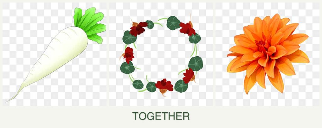 Can you plant radishes, nasturtiums and dahlias together?