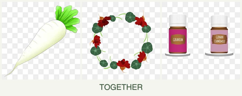 Can you plant radishes, nasturtiums and geraniums together?