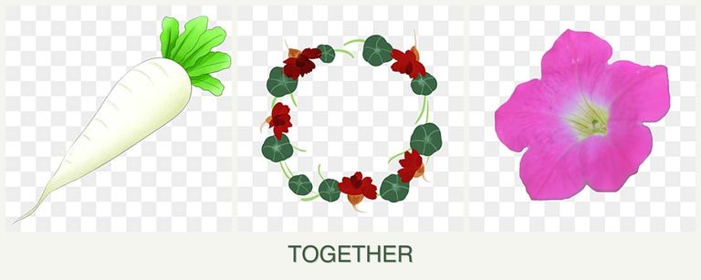 Can you plant radishes, nasturtiums and petunias together?