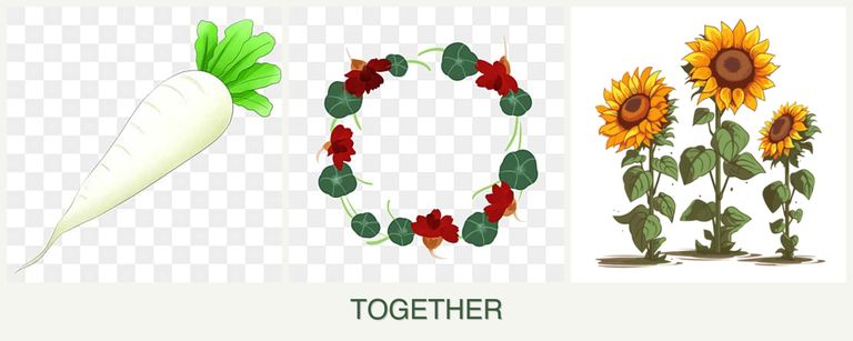 Can you plant radishes, nasturtiums and sunflowers together?