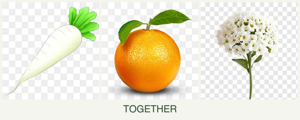 Can you plant radishes, oranges and alyssum together?