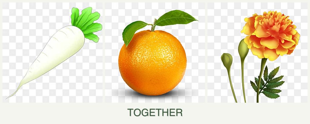 Can you plant radishes, oranges and marigolds together?