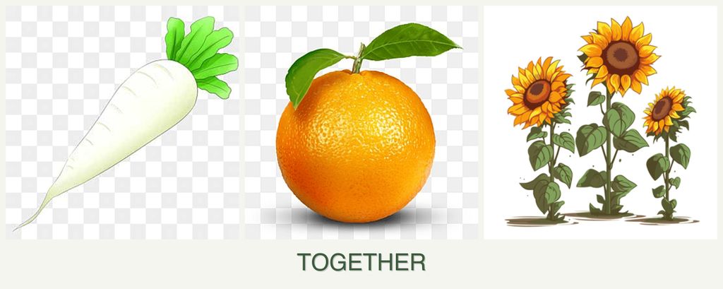 Can you plant radishes, oranges and sunflowers together?