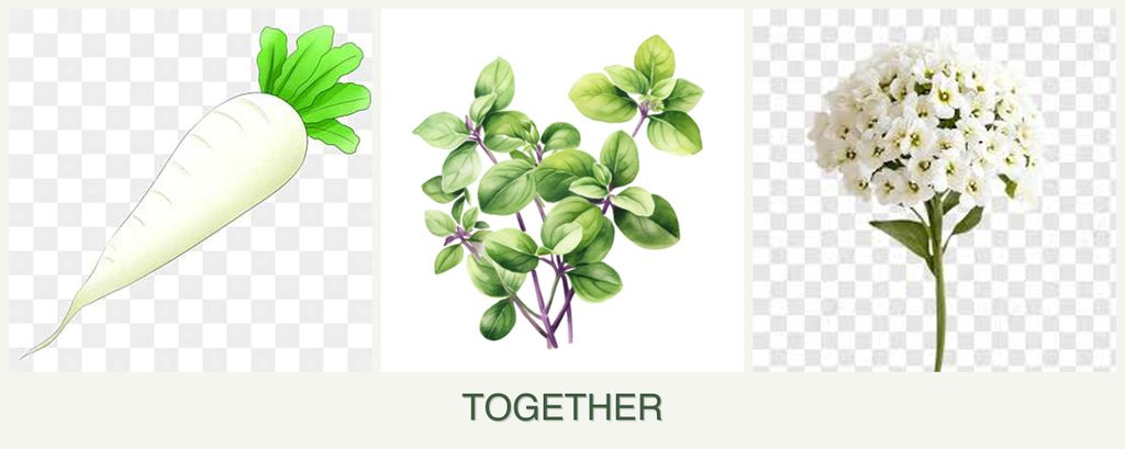 Can you plant radishes, oregano and alyssum together?