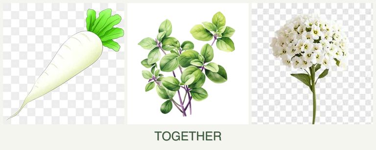 Can you plant radishes, oregano and alyssum together?