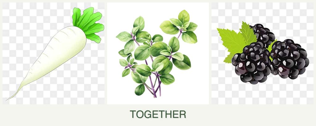 Can you plant radishes, oregano and blackberries together?