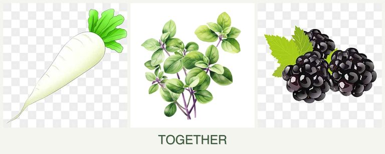 Can you plant radishes, oregano and blackberries together?