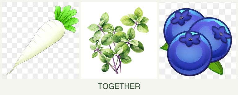 Can you plant radishes, oregano and blueberries together?