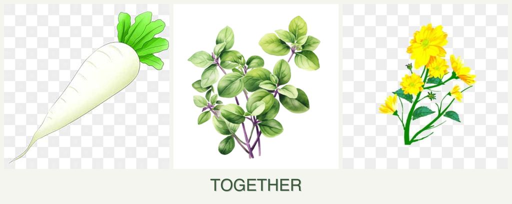 Can you plant radishes, oregano and calendula together?