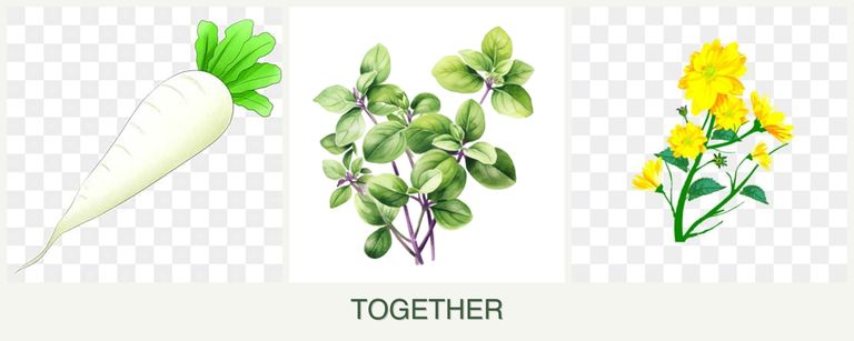 Can you plant radishes, oregano and calendula together?