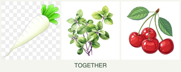 Can you plant radishes, oregano and cherries together?