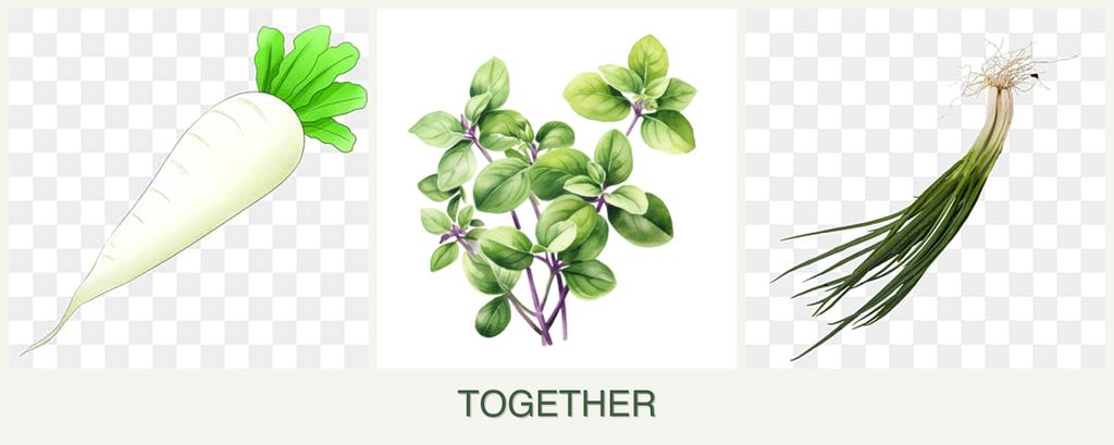 Can you plant radishes, oregano and chives together?