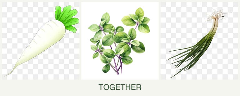 Can you plant radishes, oregano and chives together?