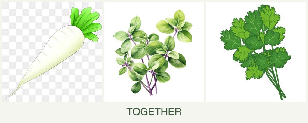 Can you plant radishes, oregano and cilantro together?