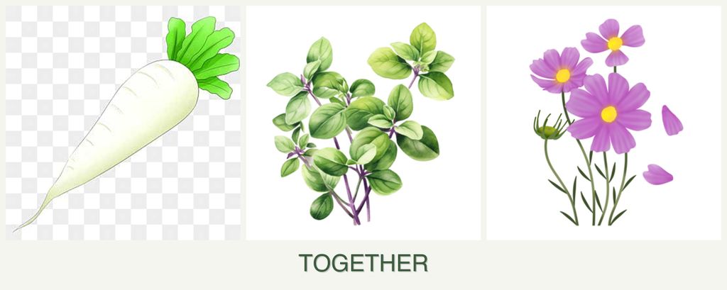 Can you plant radishes, oregano and cosmos together?