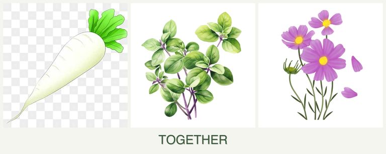 Can you plant radishes, oregano and cosmos together?