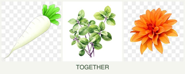 Can you plant radishes, oregano and dahlias together?