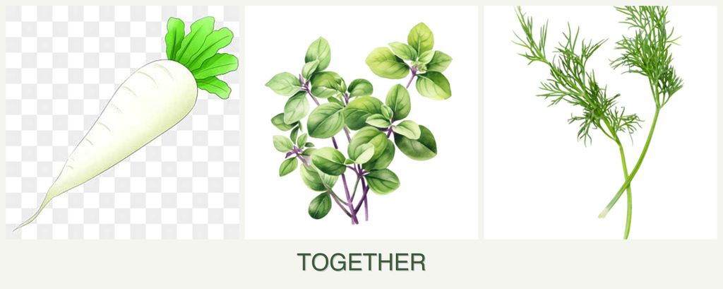 Can you plant radishes, oregano and dill together?