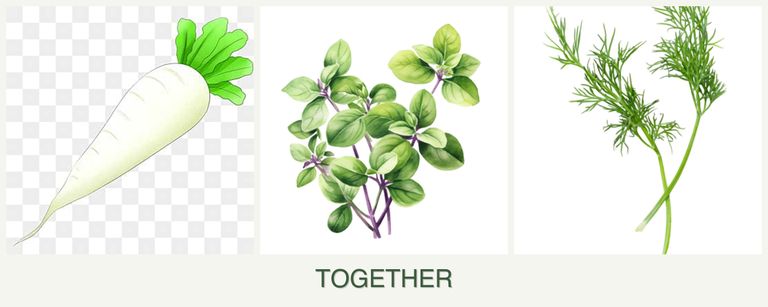 Can you plant radishes, oregano and dill together?