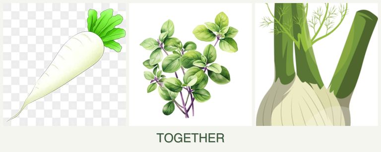 Can you plant radishes, oregano and fennel together?