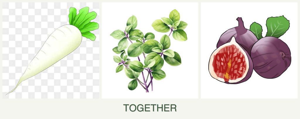 Can you plant radishes, oregano and figs together?