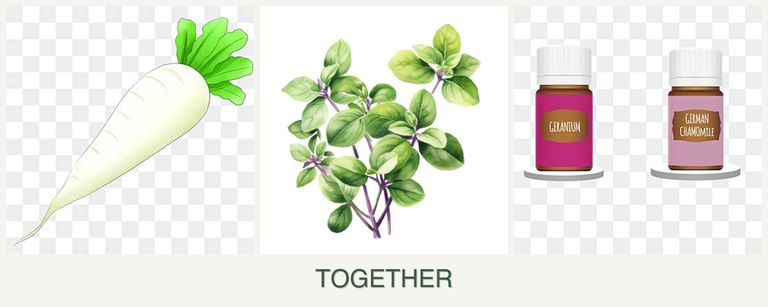 Can you plant radishes, oregano and geraniums together?
